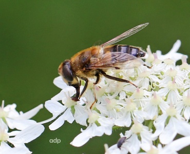 Eristalis pertinax, hoverfly, female, Alan Prowse